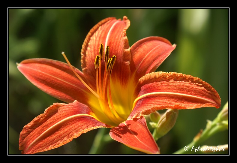 038 Fleurs